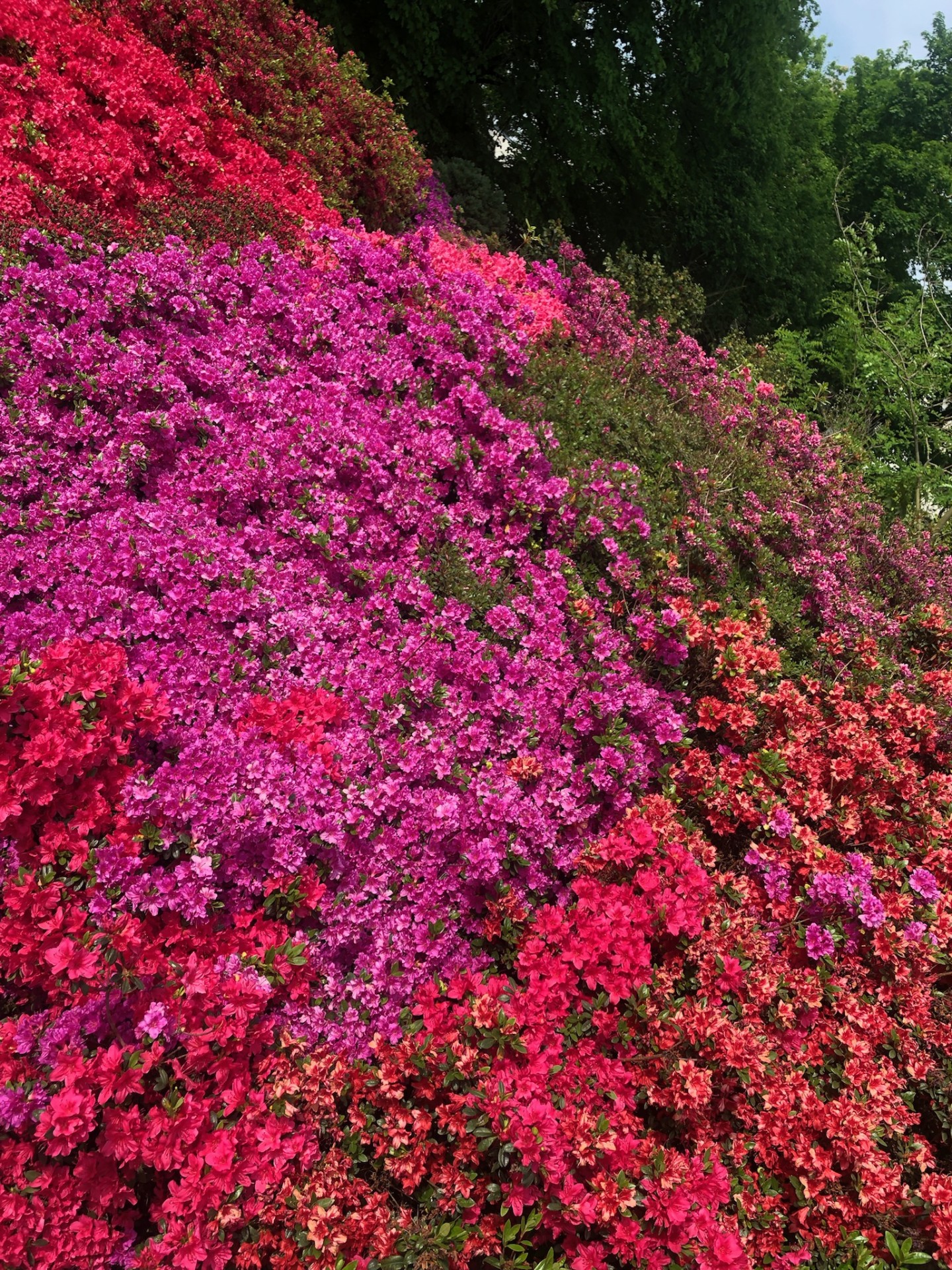 18 / Azalees du Japon au jardin botanique