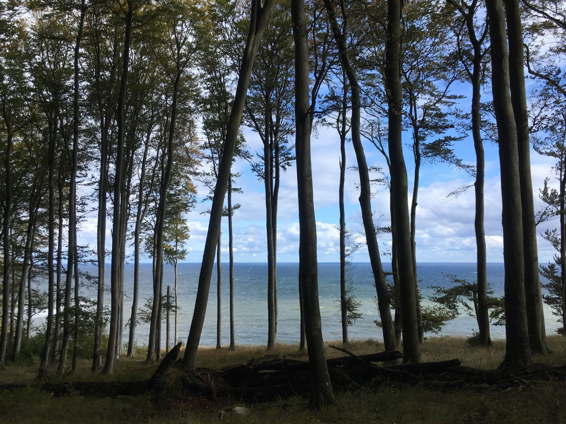 20 / Fôret à Rügen